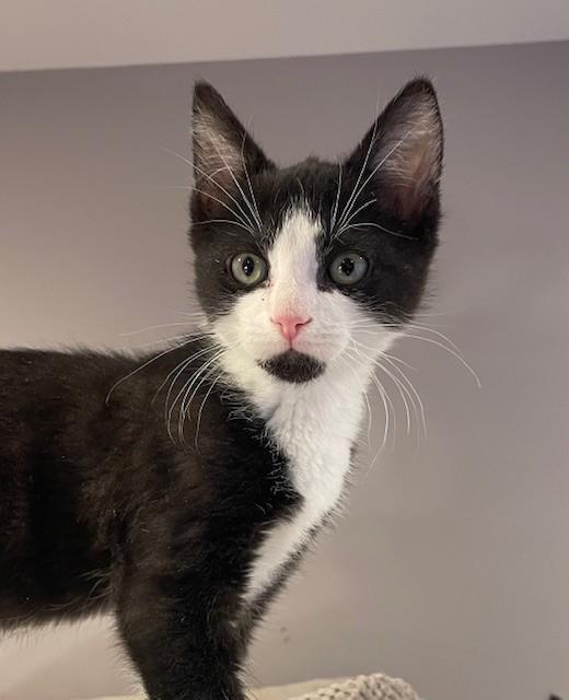 Enlarge Goose (LE), an adopted Domestic Short Hair in Little Falls, NJ image 3/3