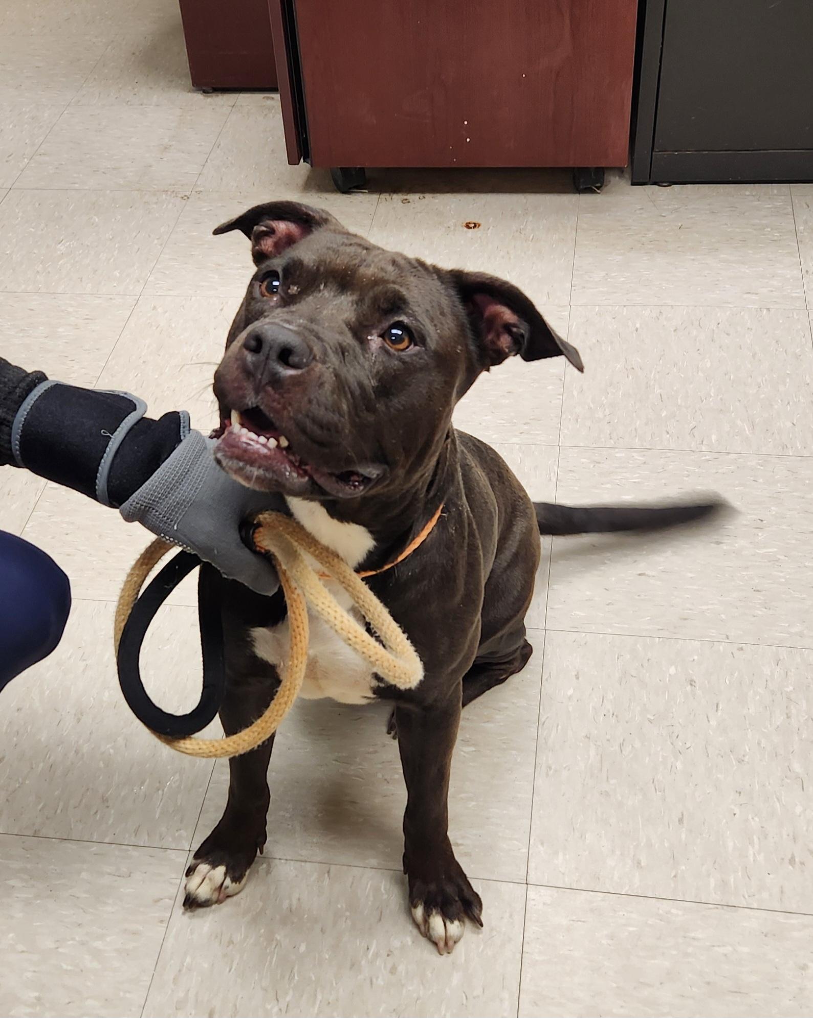 Enlarge Duchess, a ADOPTABLE Pit Bull Terrier in Clayton, NJ image 2/2