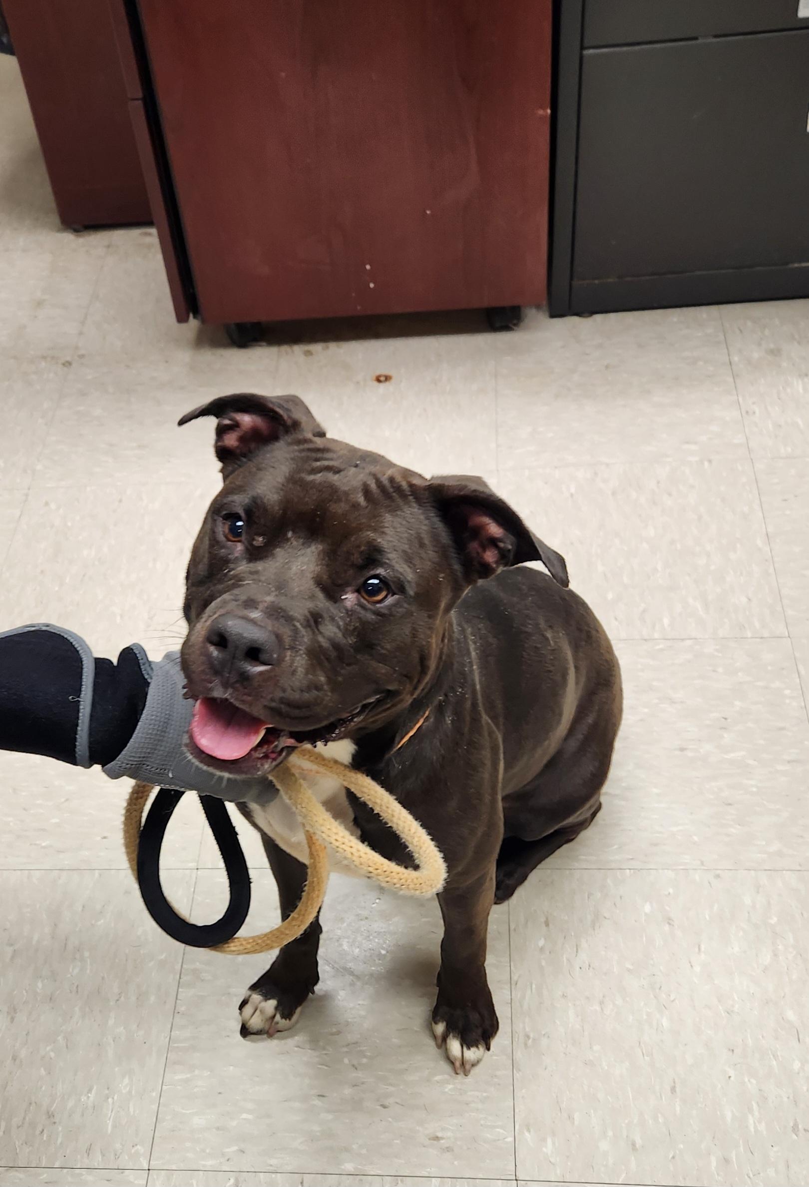 Enlarge Duchess, a ADOPTABLE Pit Bull Terrier in Clayton, NJ image 1/2