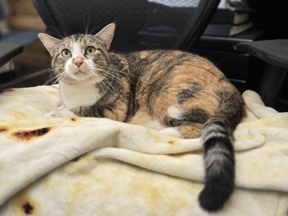 Millie, Adoptable, Adult Female Domestic Short Hair & Domestic Short Hair.