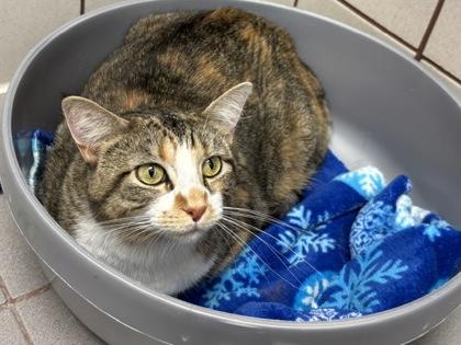 Millie, a Adoptable mixed breed in Golden Valley, MN image 2/2
