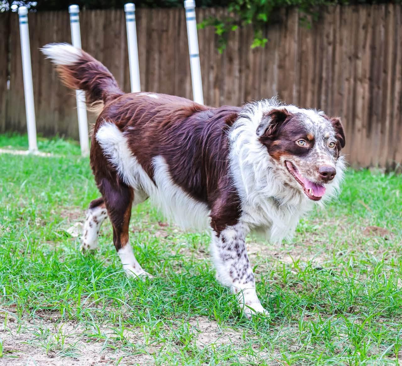 Enlarge Gibson, a Adoptable Australian Shepherd in Mansfield, TX image 6/6