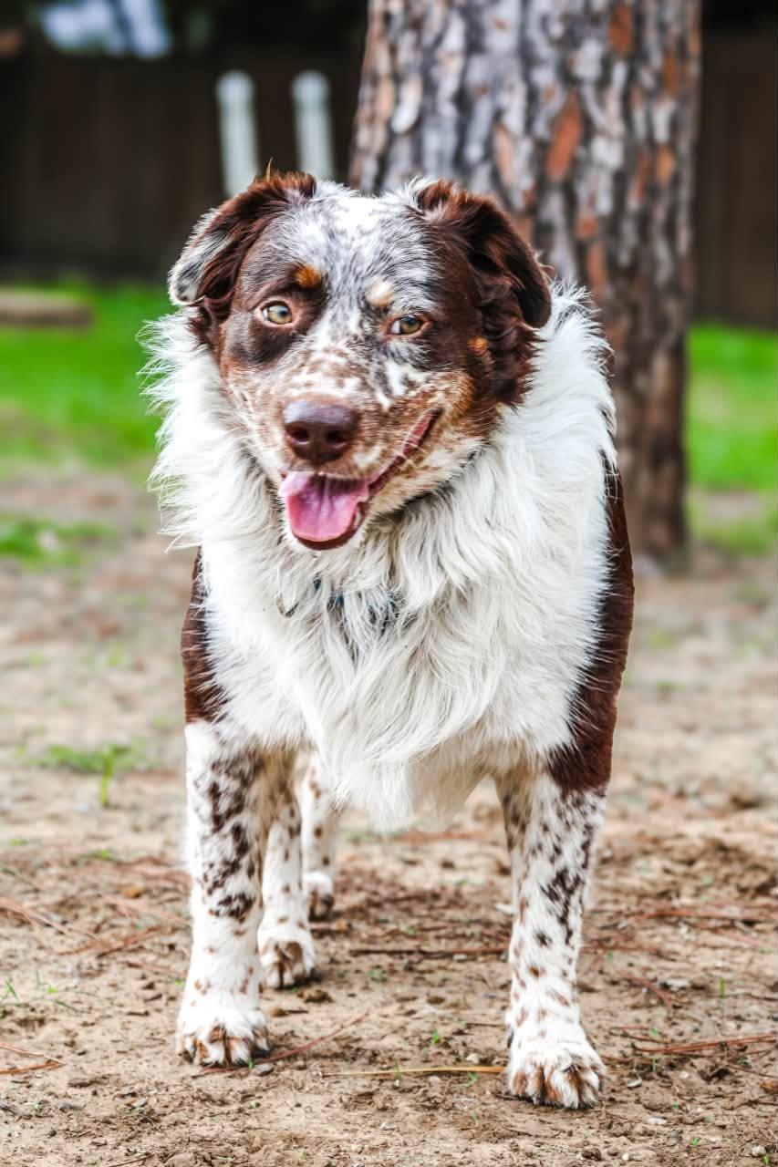 Enlarge Gibson, a Adoptable Australian Shepherd in Mansfield, TX image 5/6