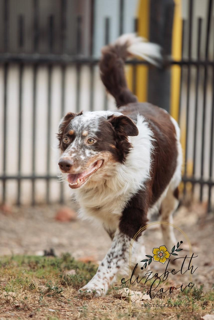 Enlarge Gibson, a Adoptable Australian Shepherd in Mansfield, TX image 4/6