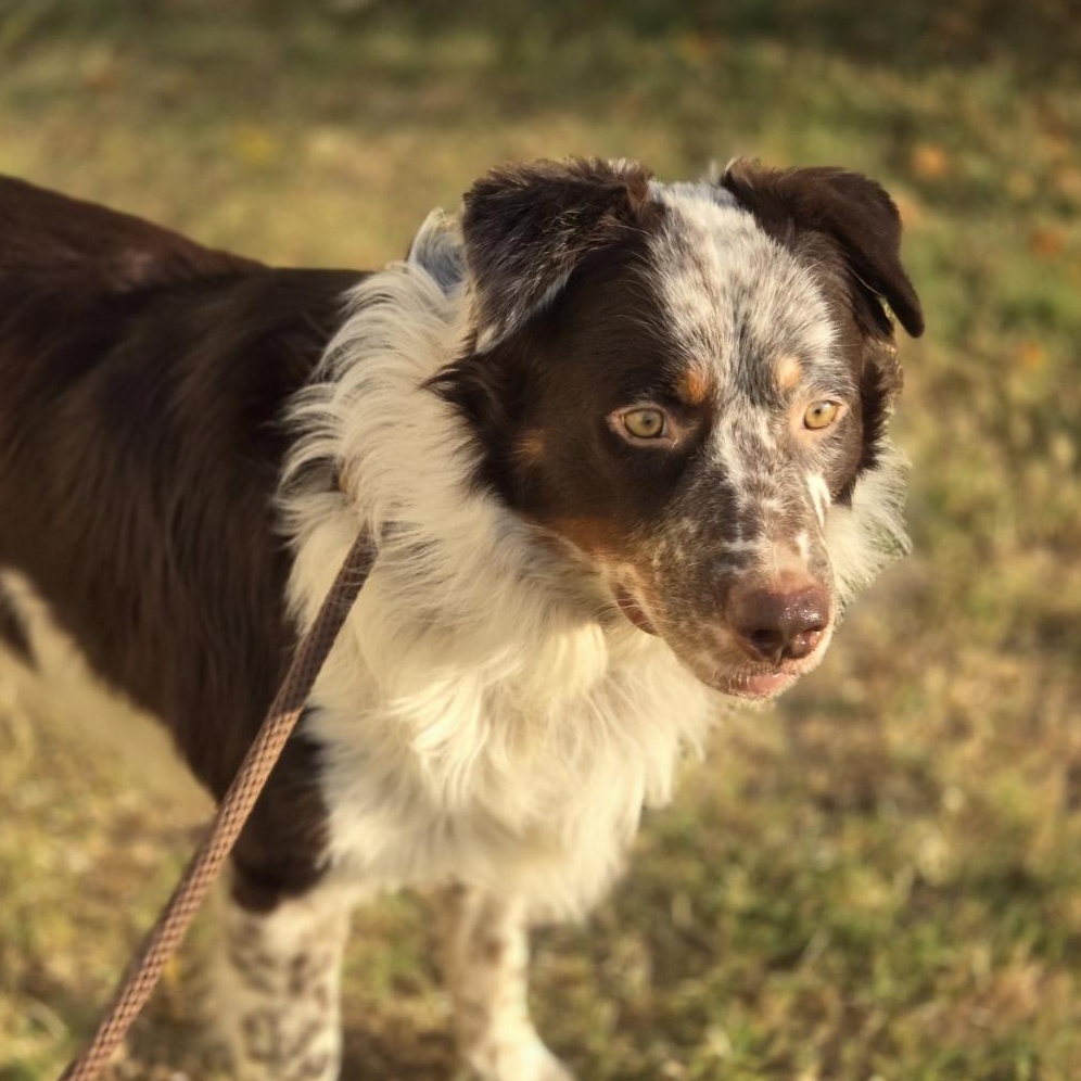 Gibson, Adoptable, Young Male Australian Shepherd.