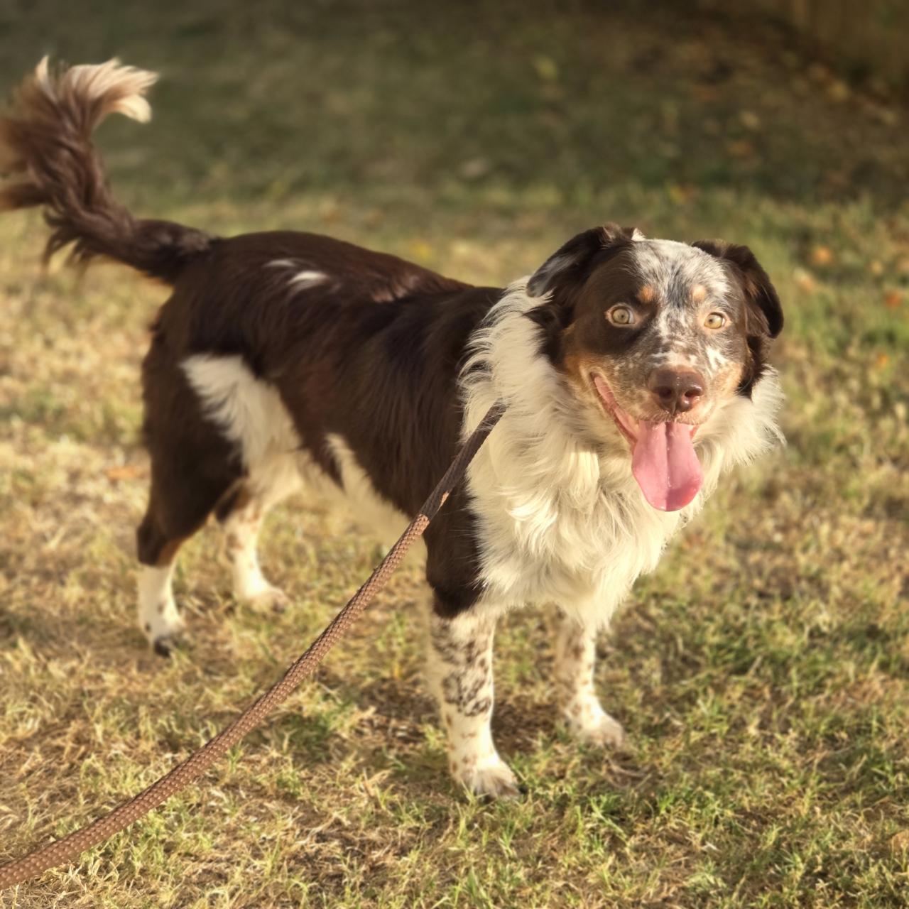 Enlarge Gibson, a Adoptable Australian Shepherd in Mansfield, TX image 2/6