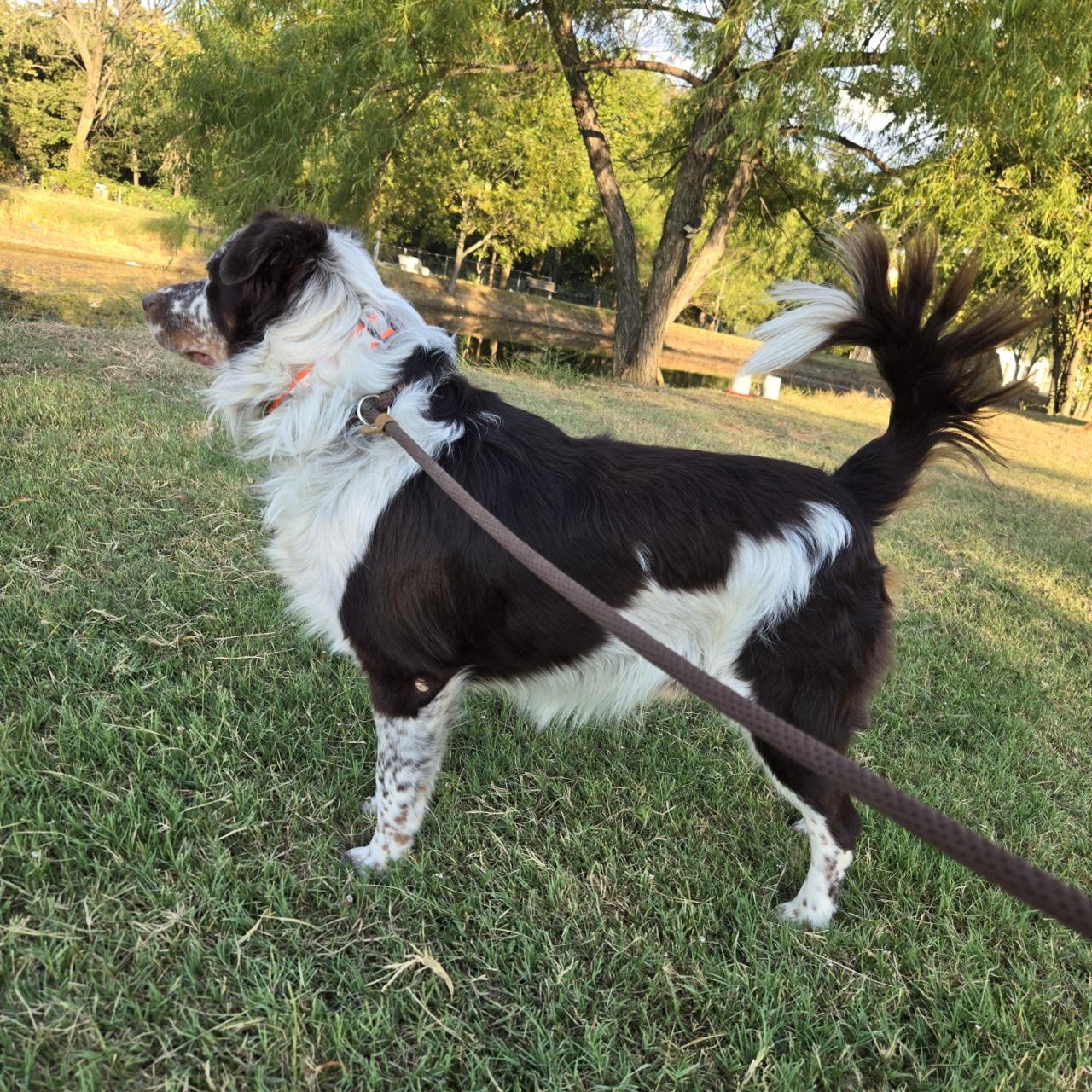 Enlarge Gibson, a Adoptable Australian Shepherd in Mansfield, TX image 3/6