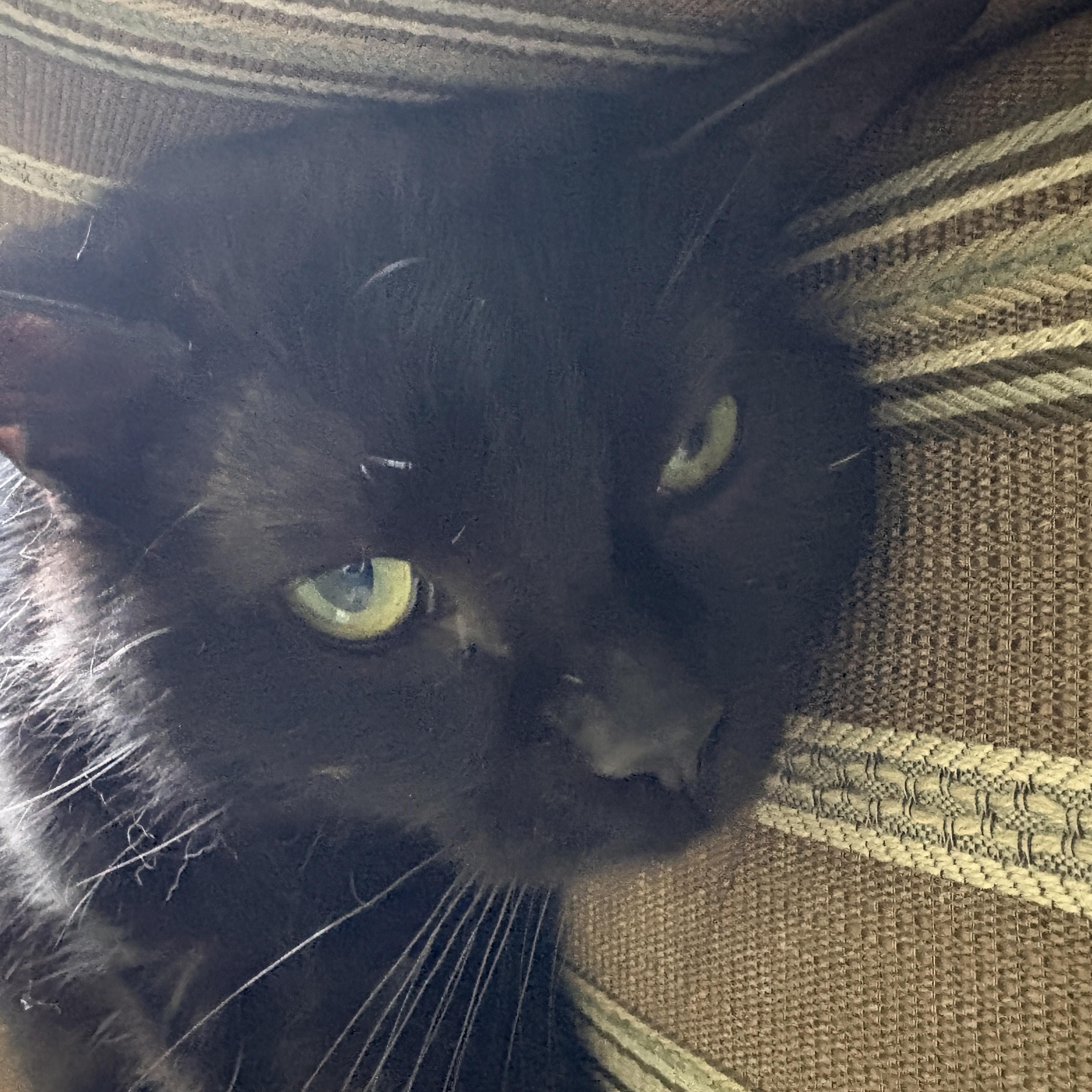 Enlarge Damon, a ADOPTABLE American Shorthair in Brockport, NY image 2/6