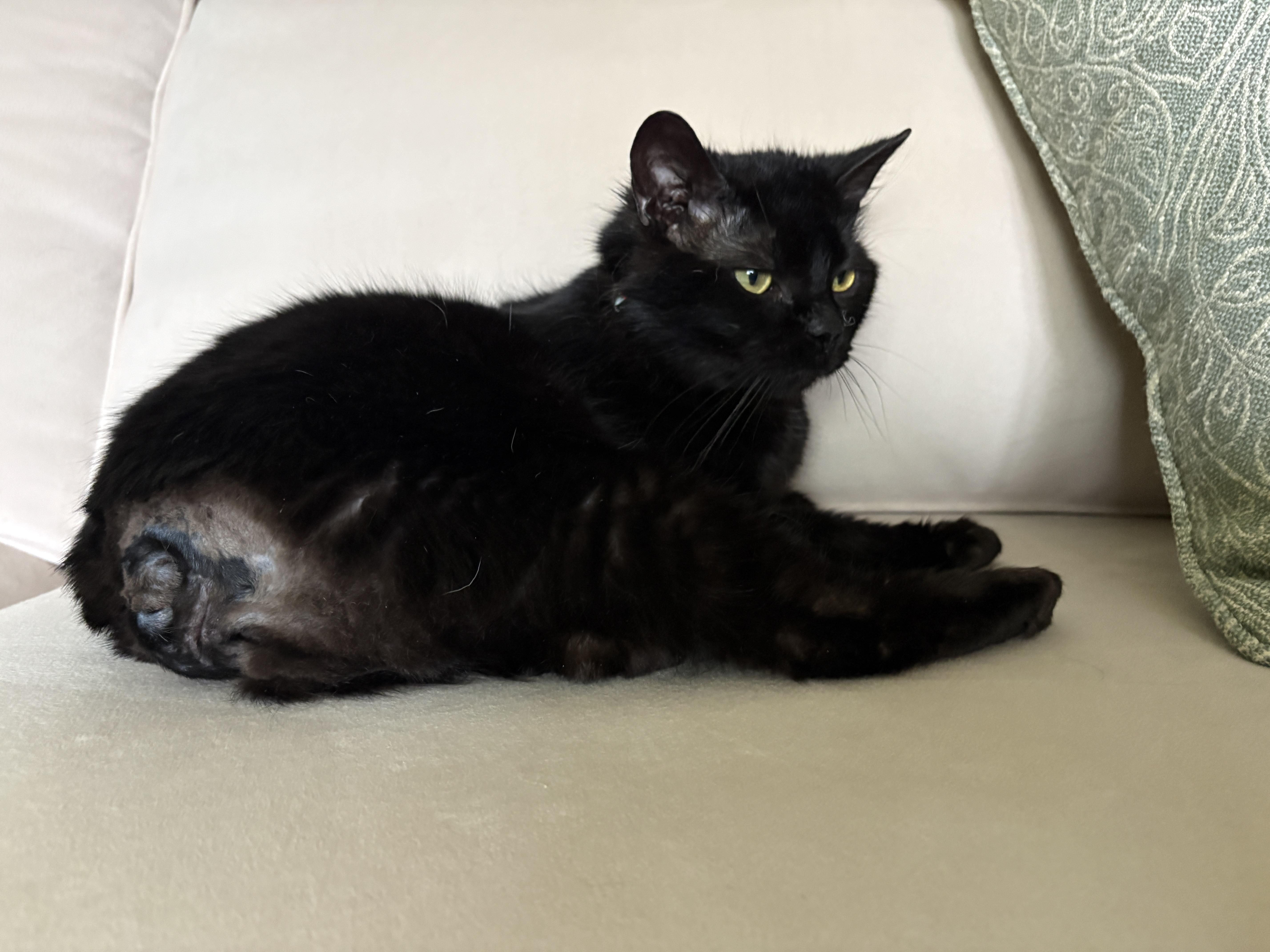 Enlarge Damon, a ADOPTABLE American Shorthair in Brockport, NY image 3/6