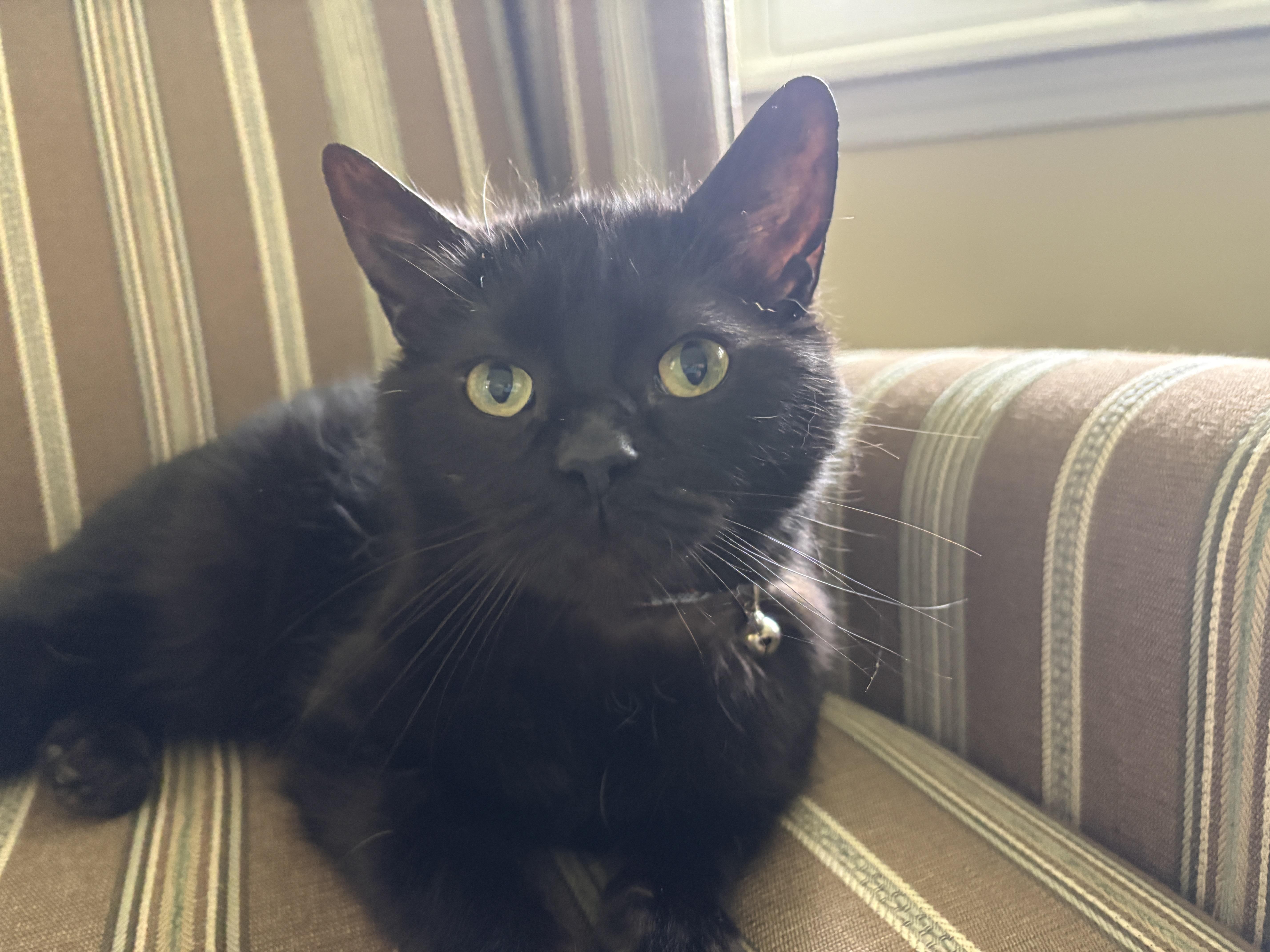 Enlarge Damon, a ADOPTABLE American Shorthair in Brockport, NY image 6/6