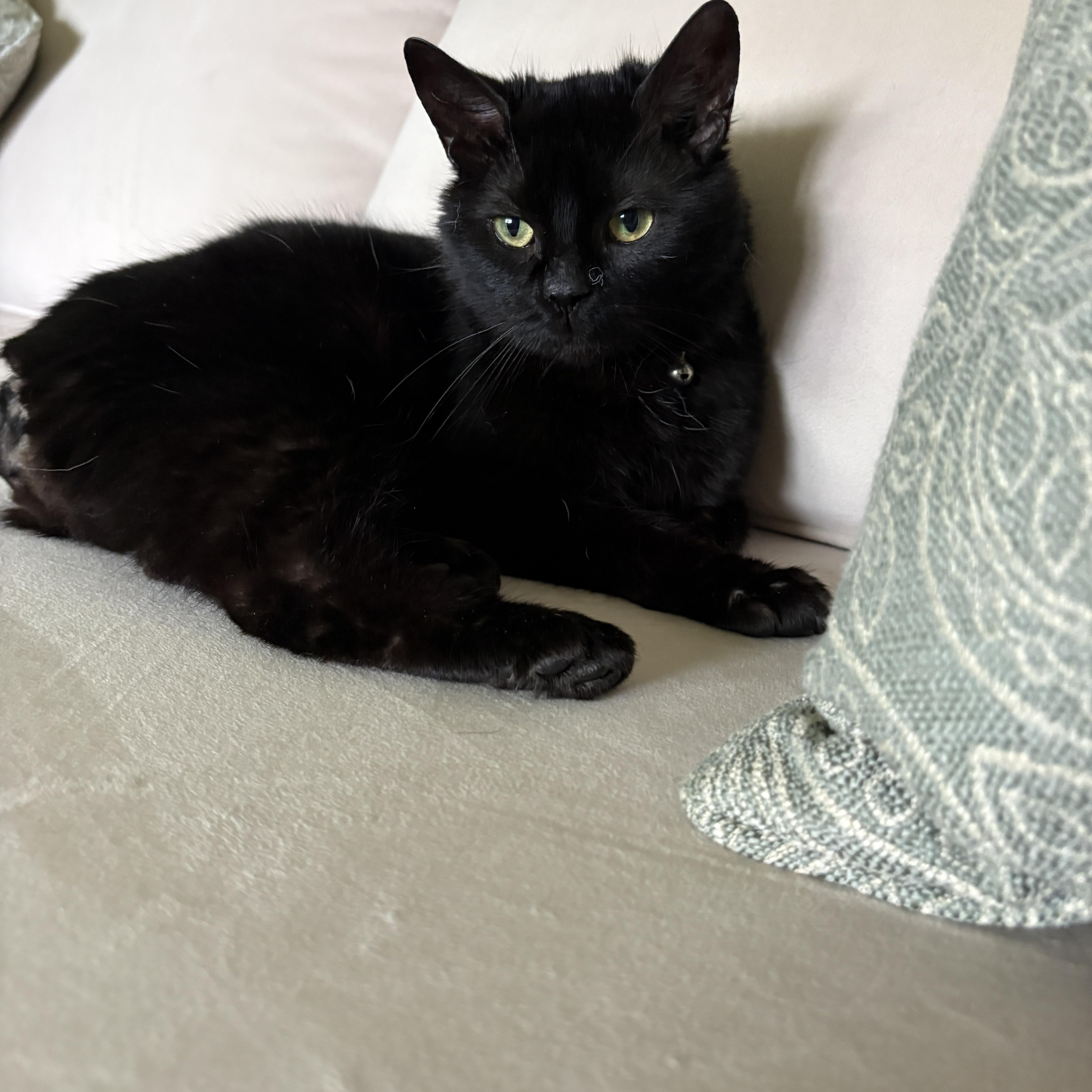 Enlarge Damon, a ADOPTABLE American Shorthair in Brockport, NY image 4/6