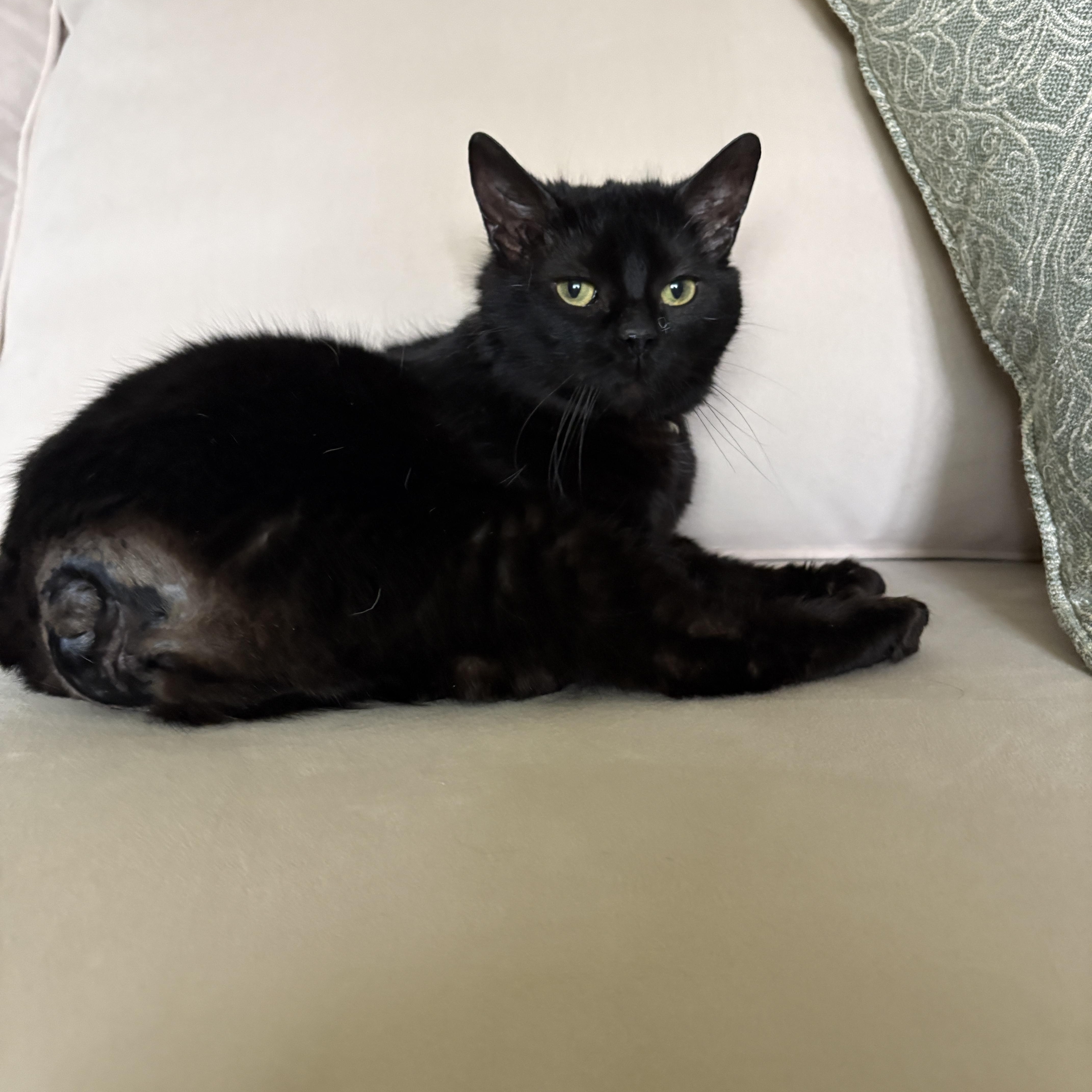 Enlarge Damon, a ADOPTABLE American Shorthair in Brockport, NY image 5/6