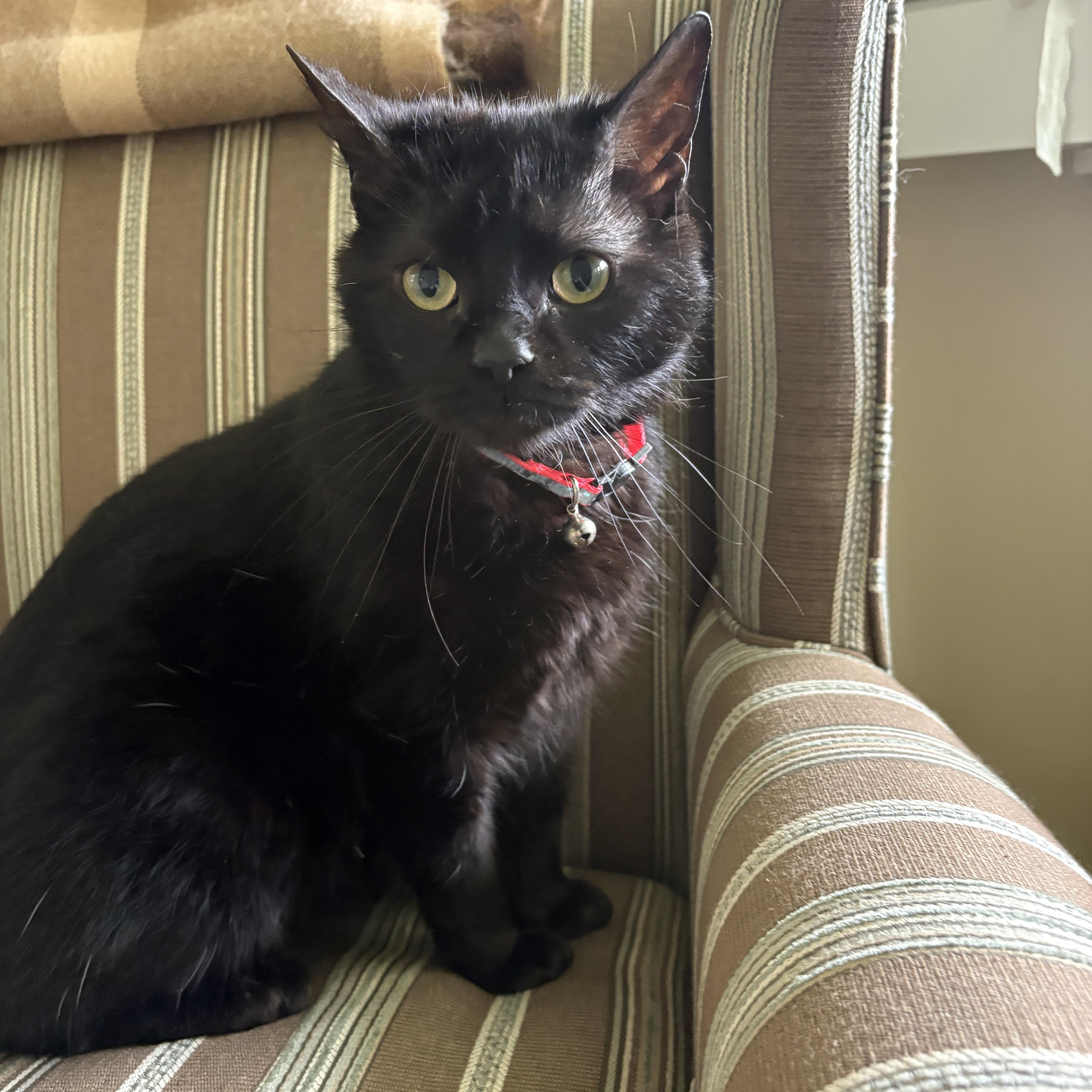 Enlarge Damon, a ADOPTABLE American Shorthair in Brockport, NY image 1/6