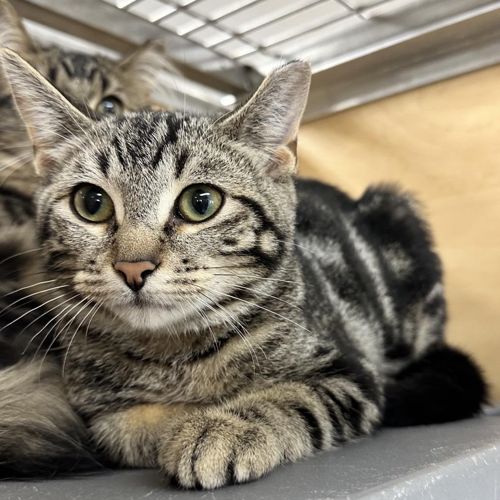 Jovan Musk, Adoptable, Kitten Male Domestic Short Hair.