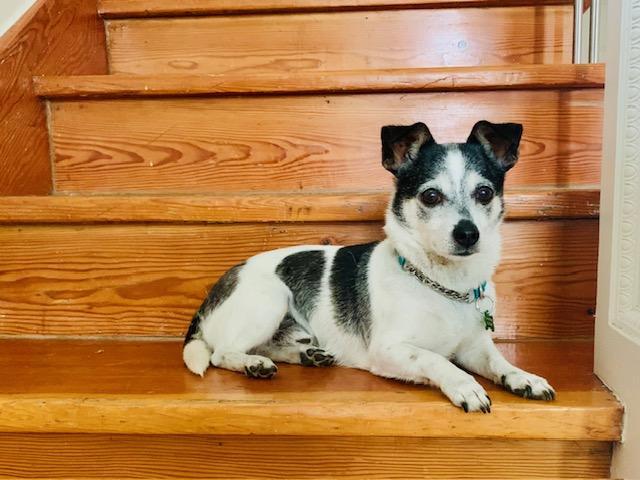 Lego, a ADOPTABLE mixed breed in Calgary, AB image 2/6