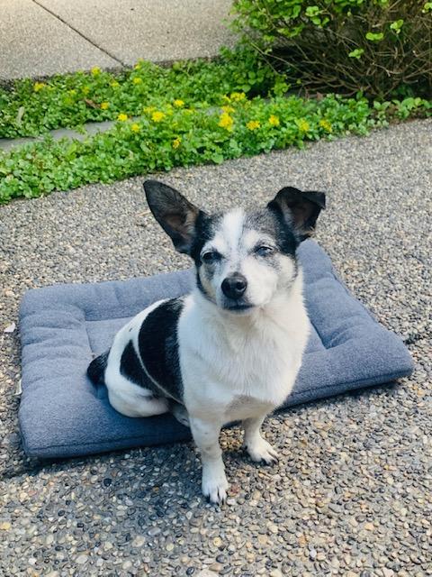 Lego, a ADOPTABLE mixed breed in Calgary, AB image 5/6