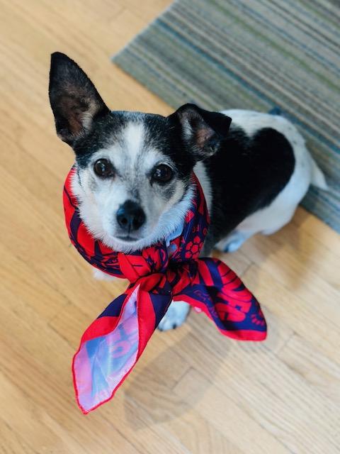 Lego, ADOPTABLE, Senior Male Chihuahua.