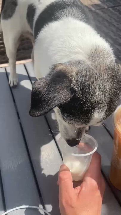Enlarge Lego, a ADOPTABLE mixed breed in Calgary, AB video 6/6
