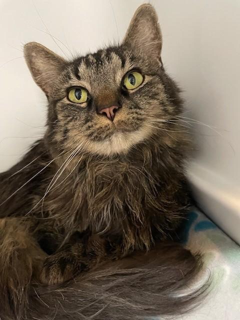 Enlarge Nala, a ADOPTABLE Domestic Medium Hair in Hayward, WI image 1/1