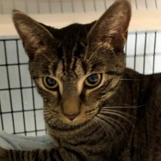Enlarge Twix, a Adoptable Domestic Short Hair in Braintree, MA image 3/5