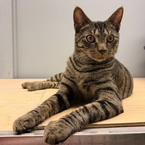 Enlarge Twix, a Adoptable Domestic Short Hair in Braintree, MA image 2/5