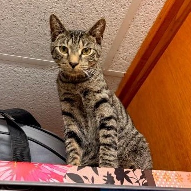 Twix, Adoptable, Young Male Domestic Short Hair.