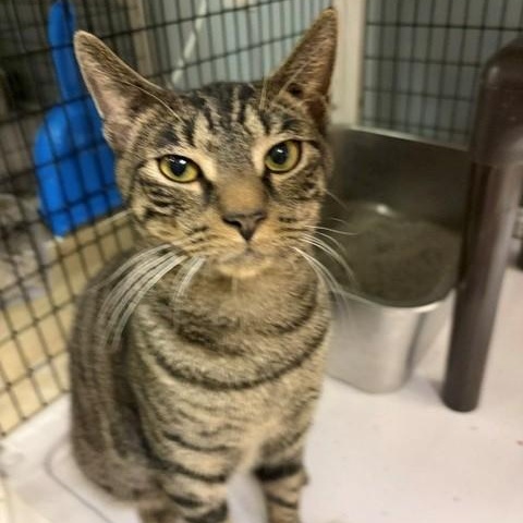 Enlarge Twix, a Adoptable Domestic Short Hair in Braintree, MA image 4/5
