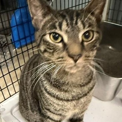 Enlarge Twix, a Adoptable Domestic Short Hair in Braintree, MA image 5/5