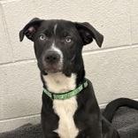 Enlarge Garnet, an adopted mixed breed in Hilliard, OH image 1/1