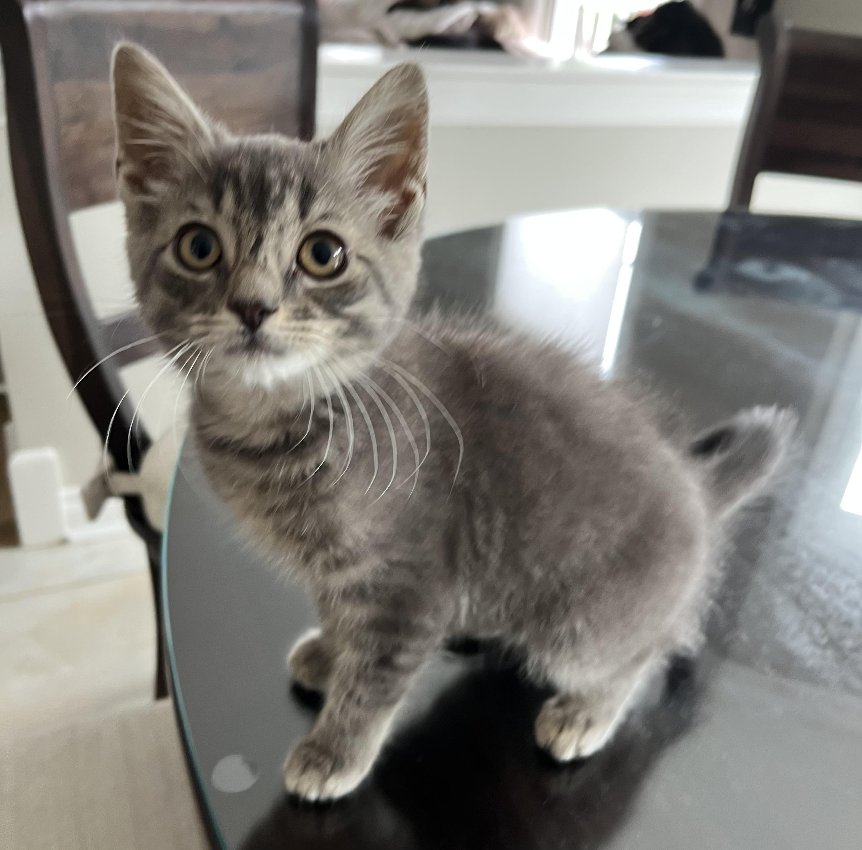 Enlarge Indy, a ADOPTABLE Domestic Short Hair in Allentown, NJ image 3/6