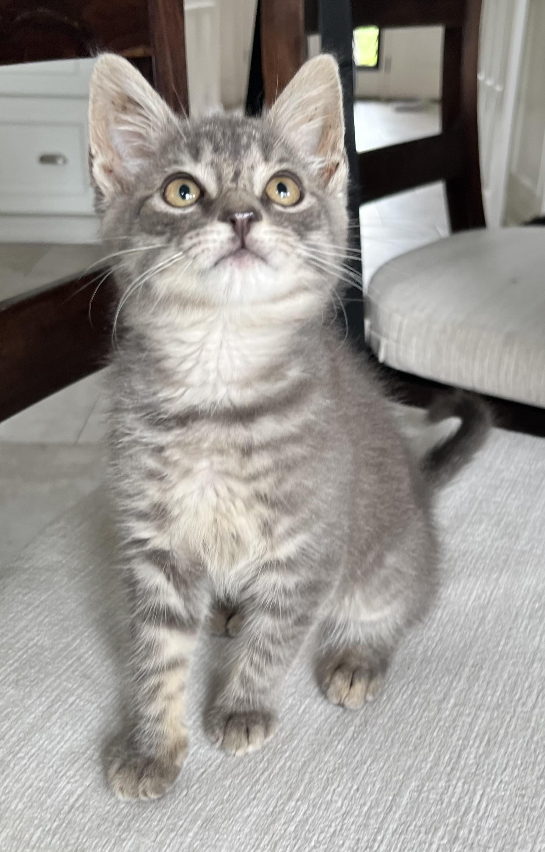 Enlarge Indy, a ADOPTABLE Domestic Short Hair in Allentown, NJ image 2/6