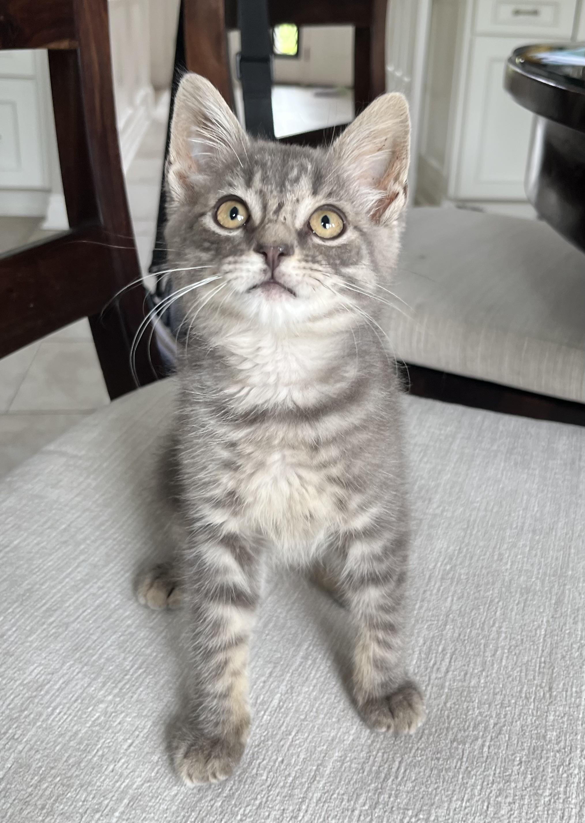 Indy, ADOPTABLE, Kitten Male Domestic Short Hair.