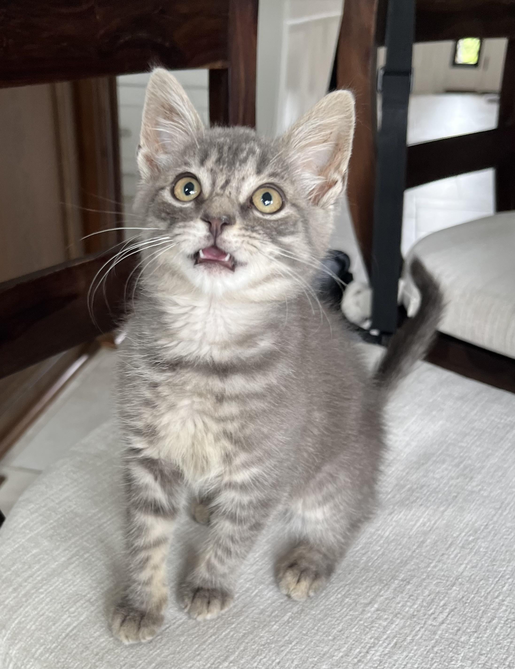 Enlarge Indy, a ADOPTABLE Domestic Short Hair in Allentown, NJ image 5/6