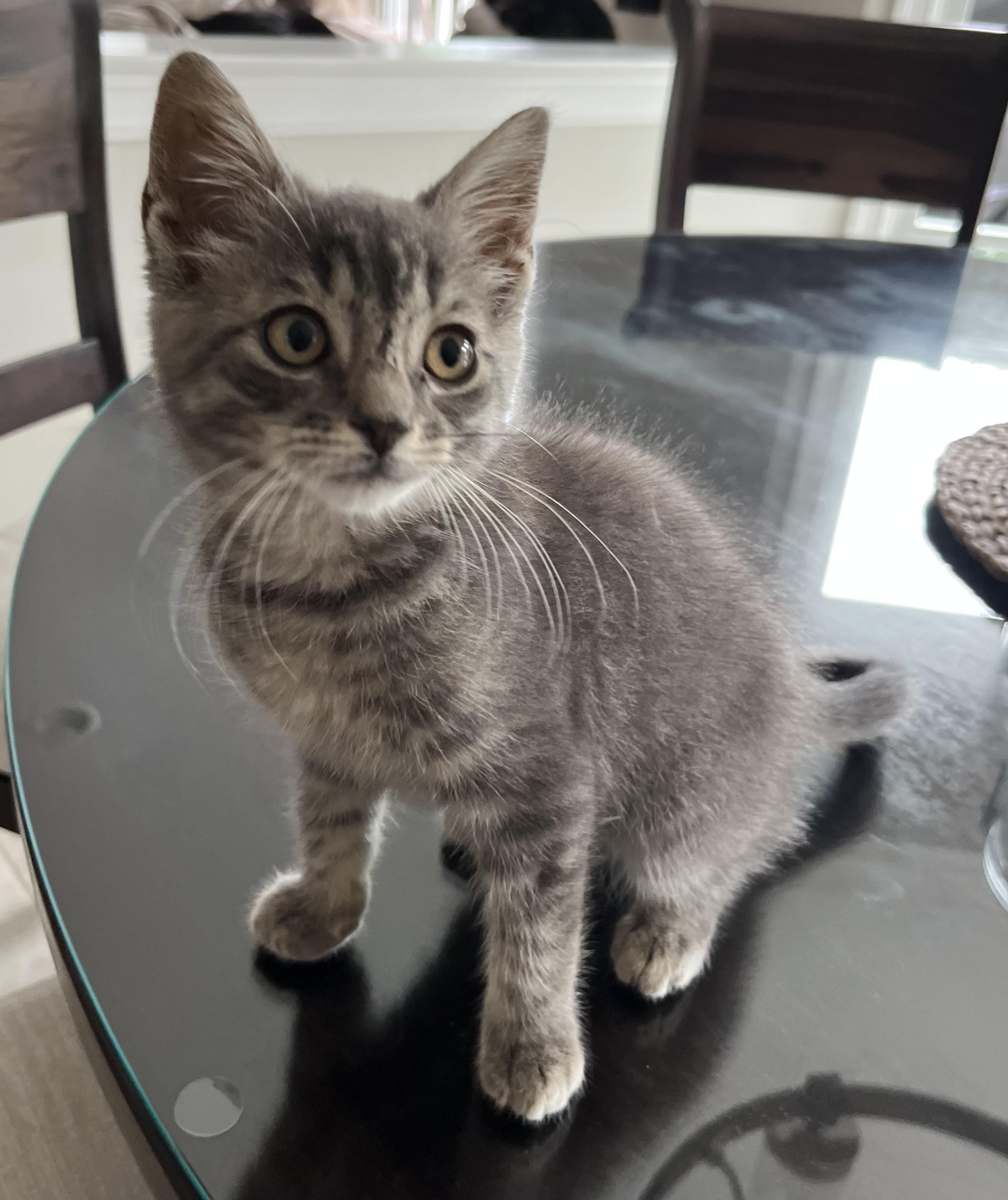 Enlarge Indy, a ADOPTABLE Domestic Short Hair in Allentown, NJ image 4/6