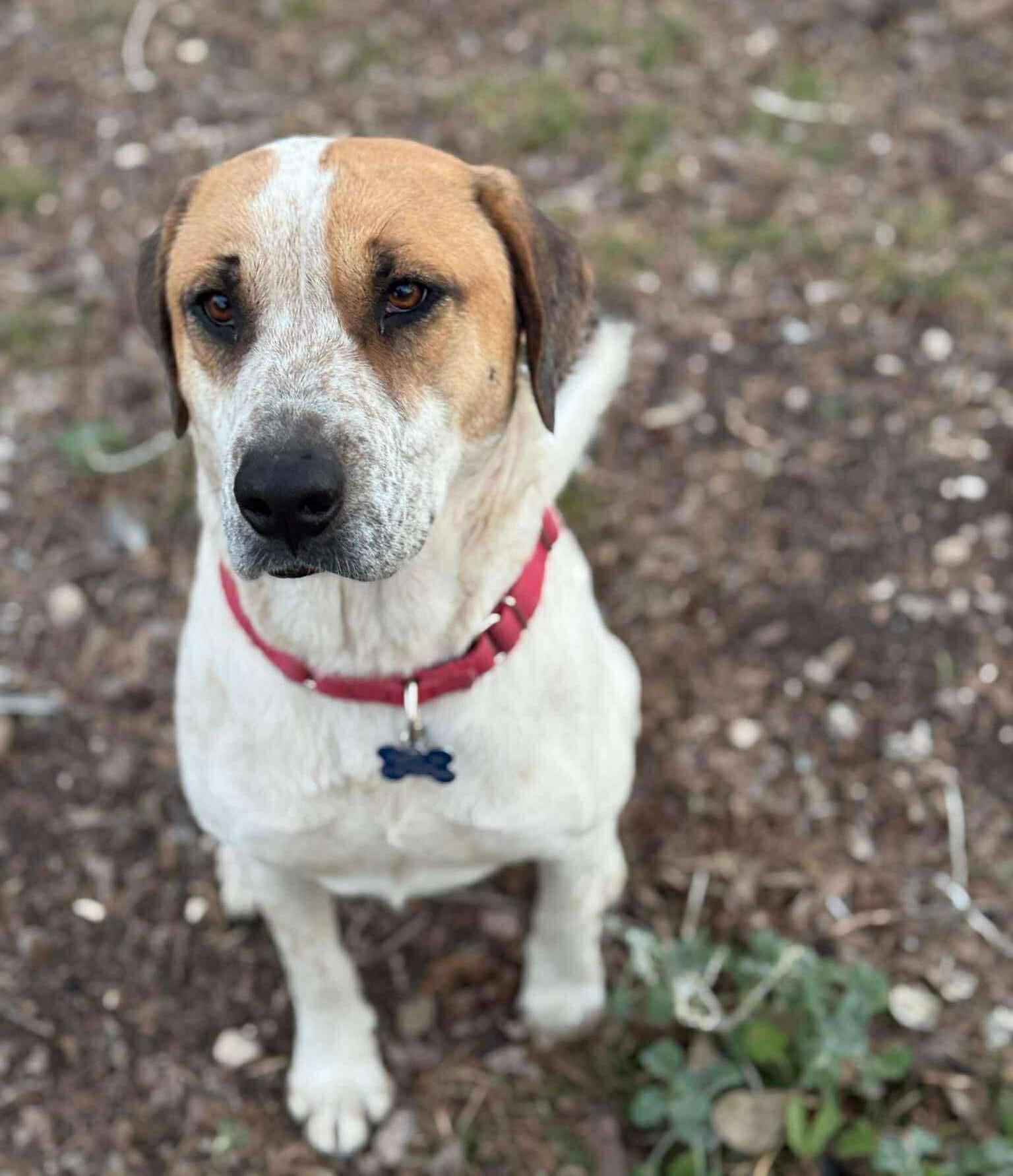 Enlarge GingerSnap, a Adoptable mixed breed in Hagerstown, MD image 3/6