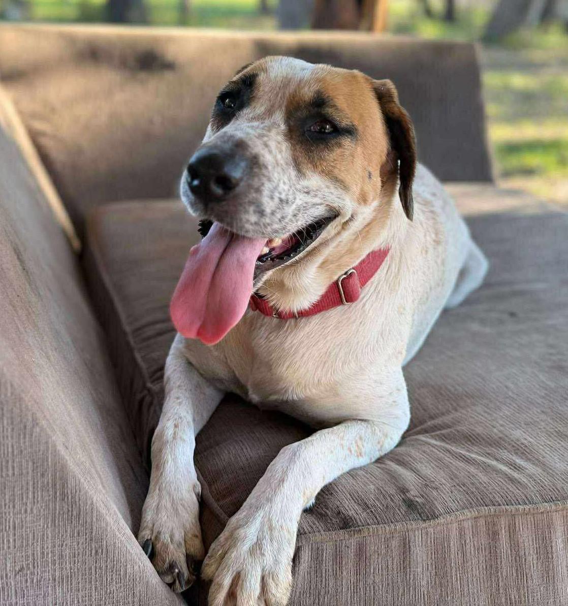 Enlarge GingerSnap, a Adoptable mixed breed in Hagerstown, MD image 5/6