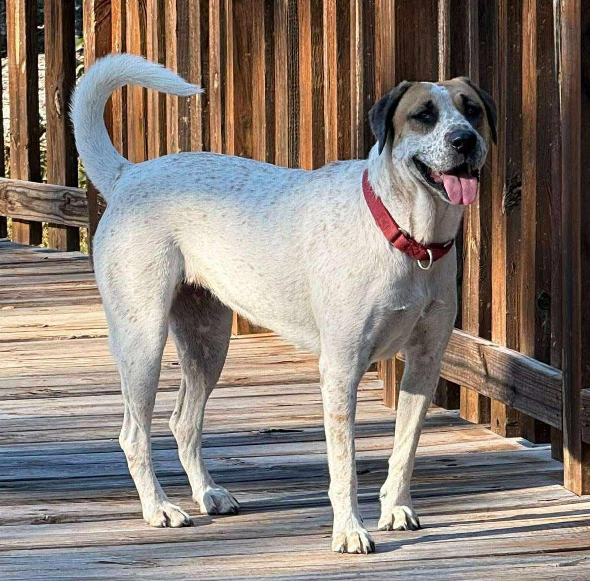 Enlarge GingerSnap, a Adoptable mixed breed in Hagerstown, MD image 4/6