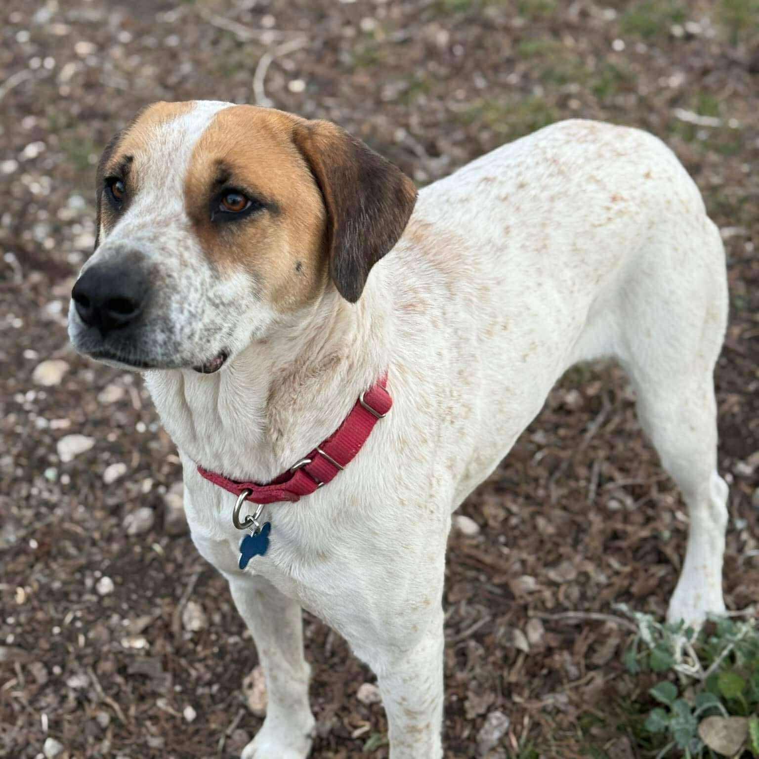 Enlarge GingerSnap, a Adoptable mixed breed in Hagerstown, MD image 2/6