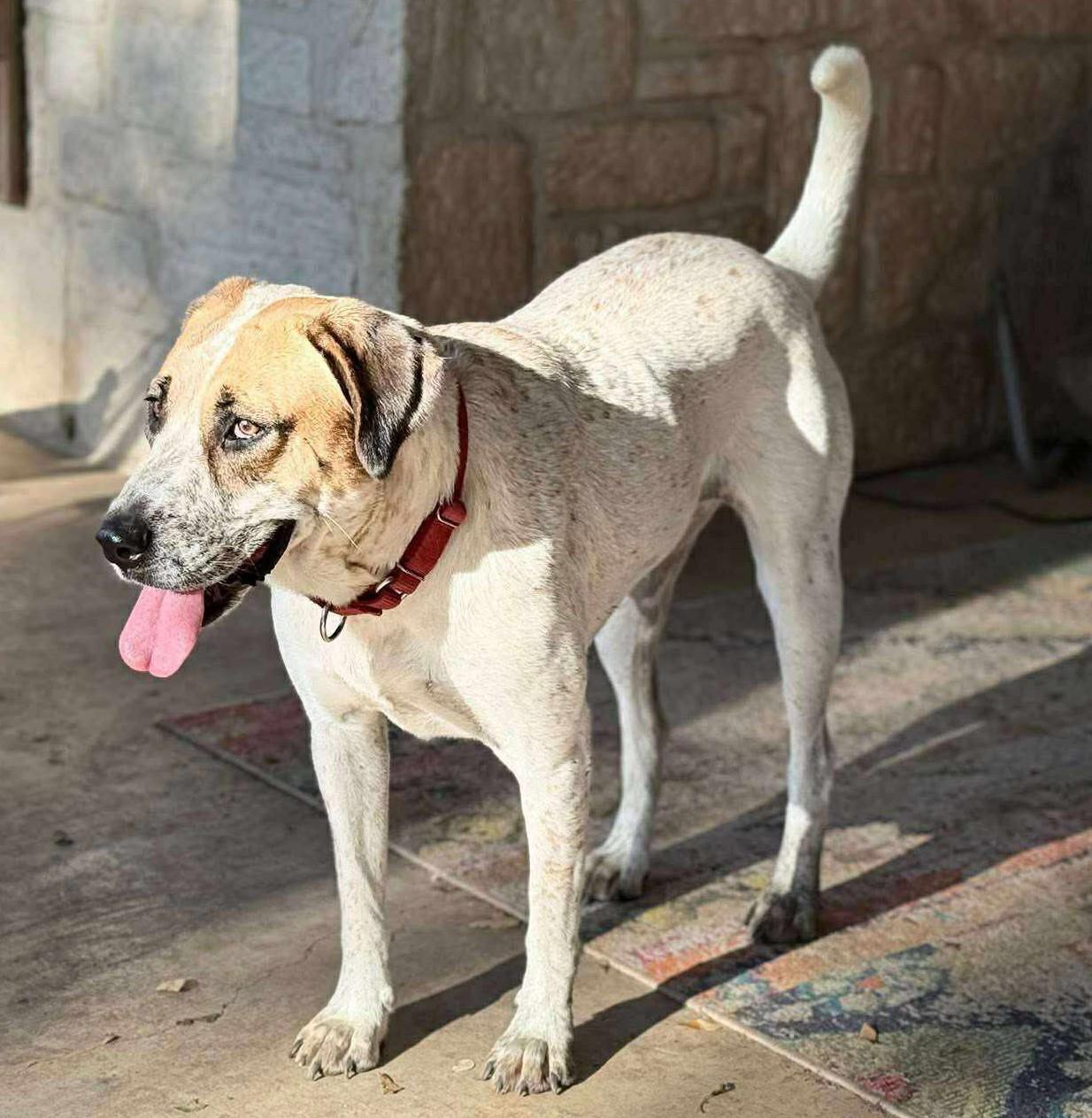 Enlarge GingerSnap, a Adoptable mixed breed in Hagerstown, MD image 6/6