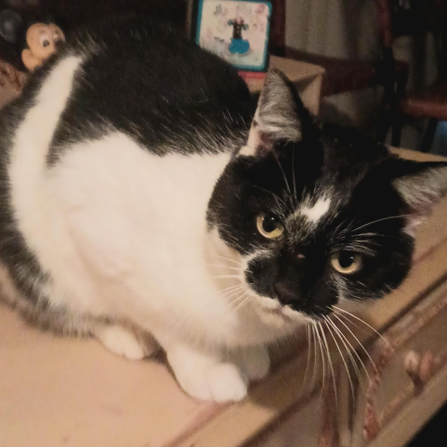 Snuggles, ADOPTABLE, Adult Male Domestic Short Hair.