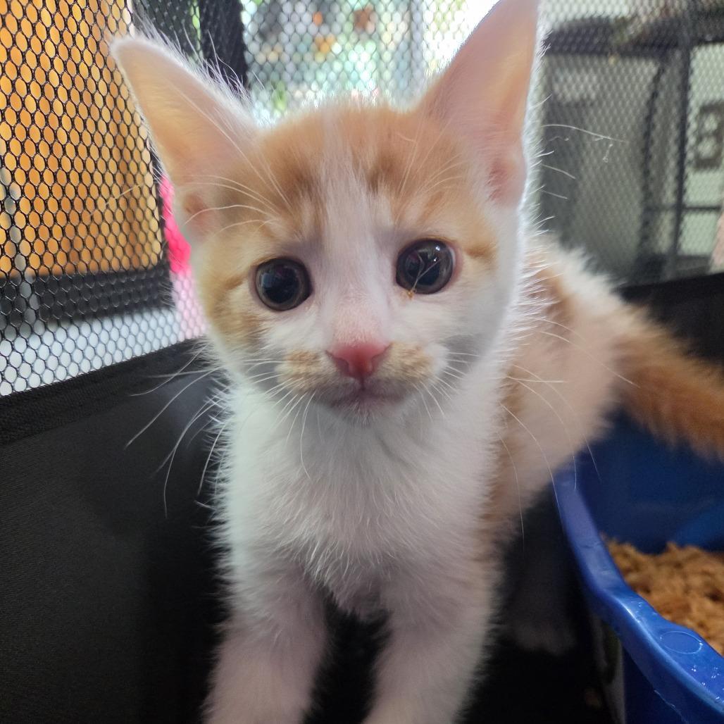 Chris Lowe (Pet Shop Boys), Adoptable, Kitten Male Domestic Short Hair.