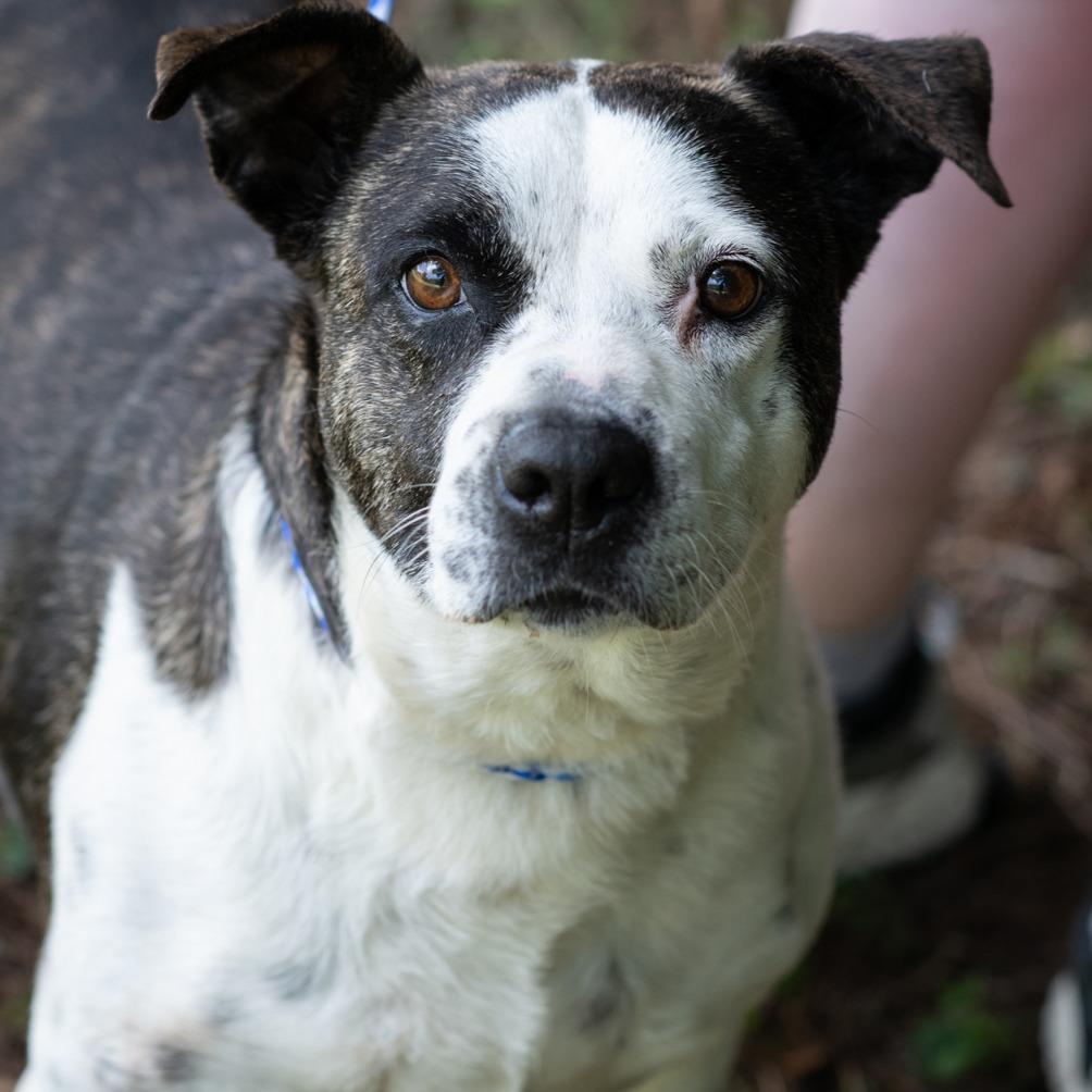 Enlarge ELLEN-29998, a Adoptable mixed breed in Bartlett, TN image 2/3
