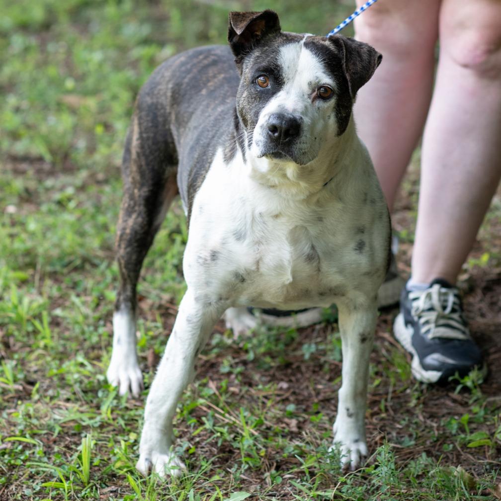Enlarge ELLEN-29998, a Adoptable mixed breed in Bartlett, TN image 3/3