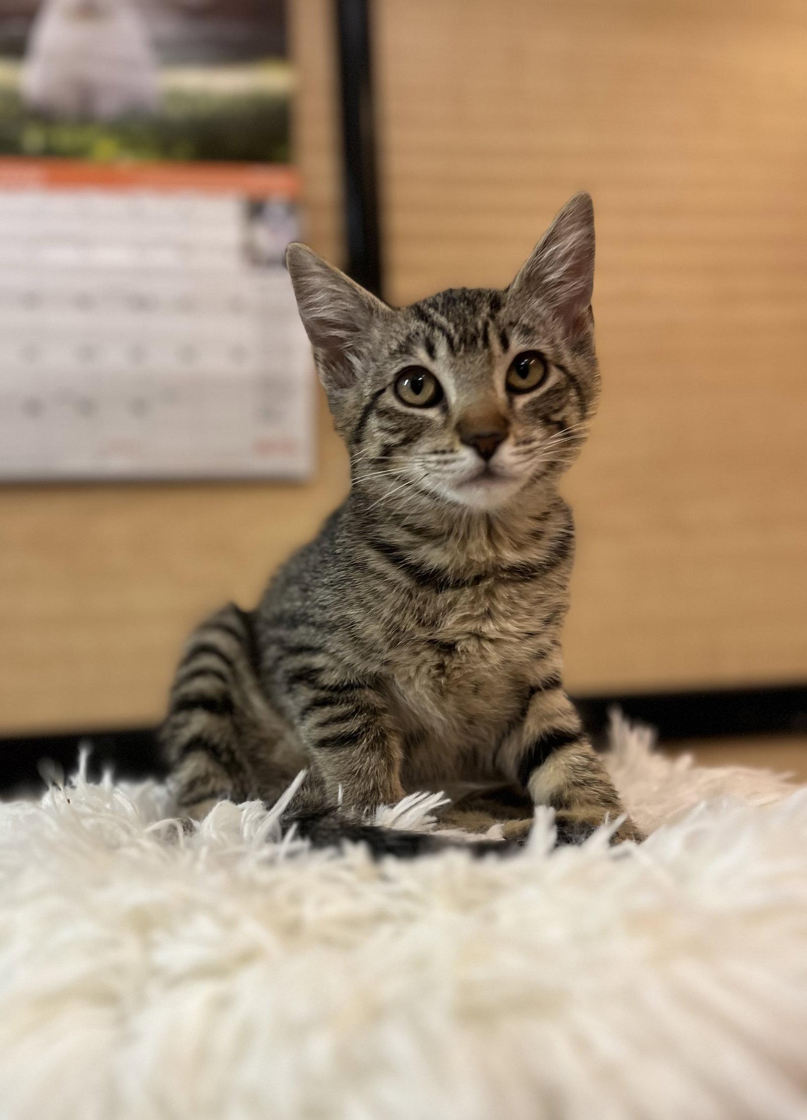 Enlarge Gumball, a Adoptable Domestic Short Hair in Scottsdale, AZ image 1/2