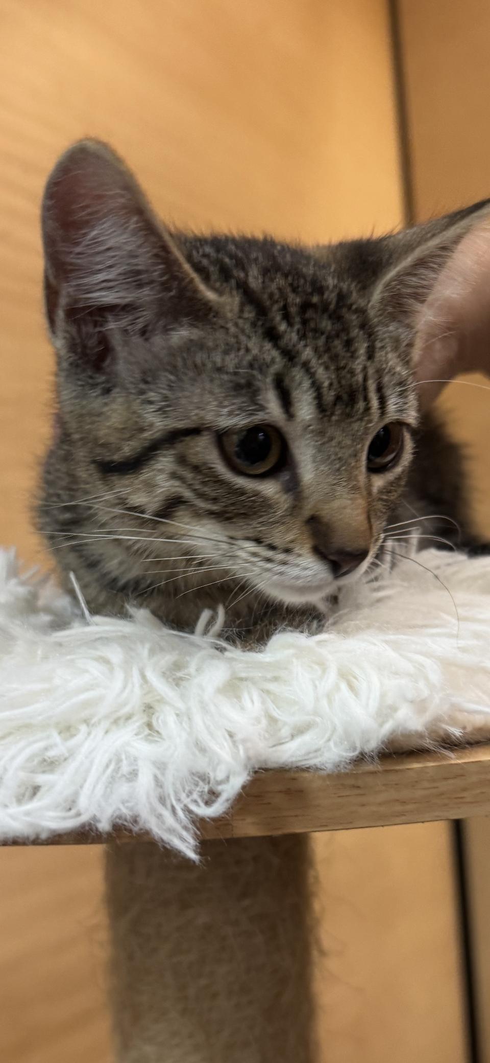 Enlarge Gumball, a Adoptable Domestic Short Hair in Scottsdale, AZ image 2/2