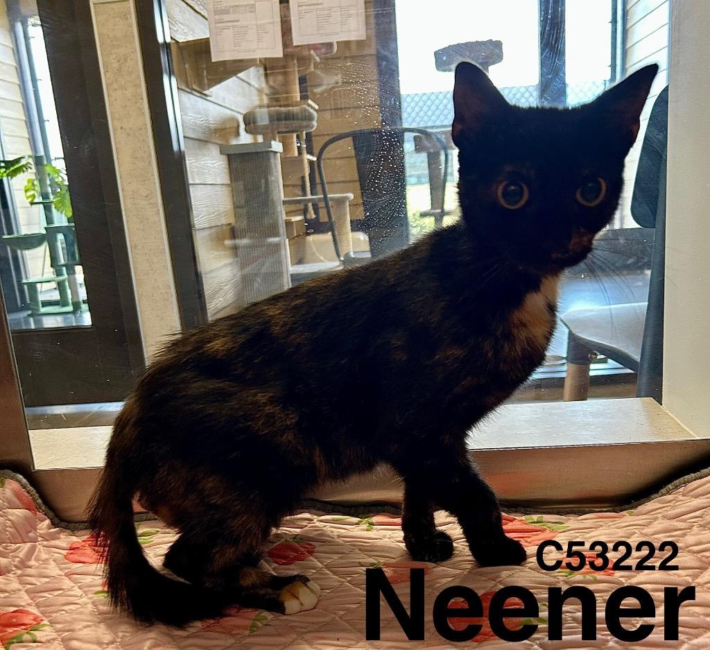 Neener, Adoptable, Young Female Domestic Short Hair.