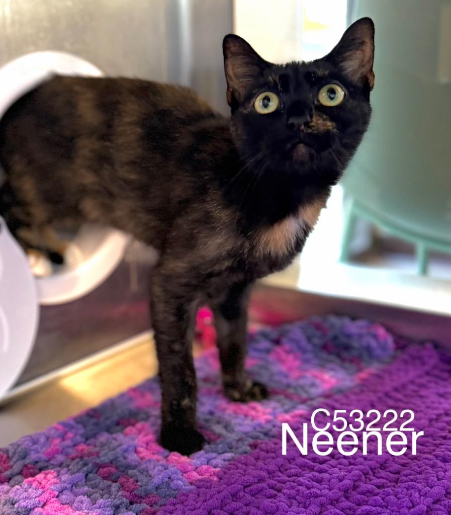 Enlarge Neener, a Adoptable mixed breed in Clarksville, TN image 2/2