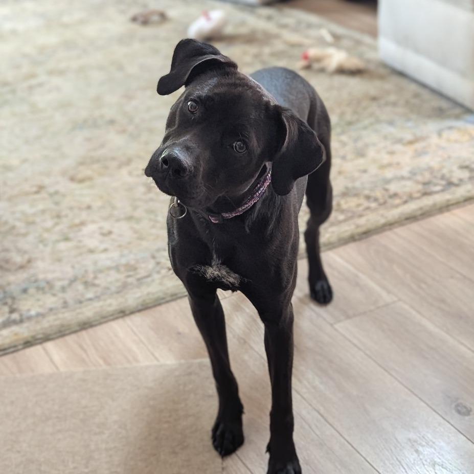 Sleepy, Adoptable, Young Female Pit Bull Terrier & Labrador Retriever.