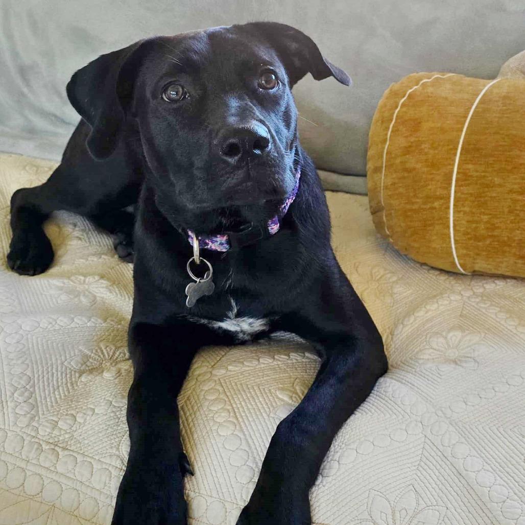 Enlarge Sleepy, a Adoptable mixed breed in Helena, AL image 4/6