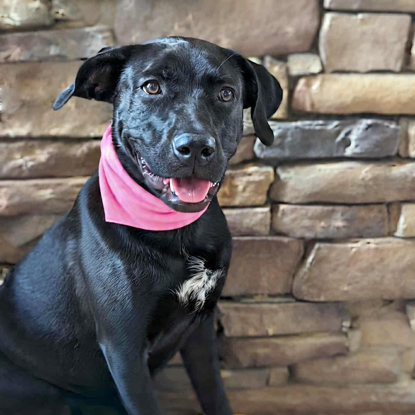 Enlarge Sleepy, a Adoptable mixed breed in Helena, AL image 2/6